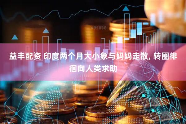 益丰配资 印度两个月大小象与妈妈走散, 转圈徘徊向人类求助